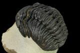 Detailed Morocops Trilobite - Foum Zguid, Morocco #165889-3